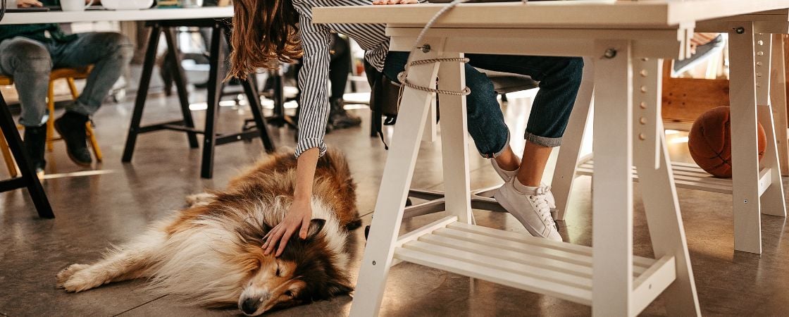 coworking spaces dogs