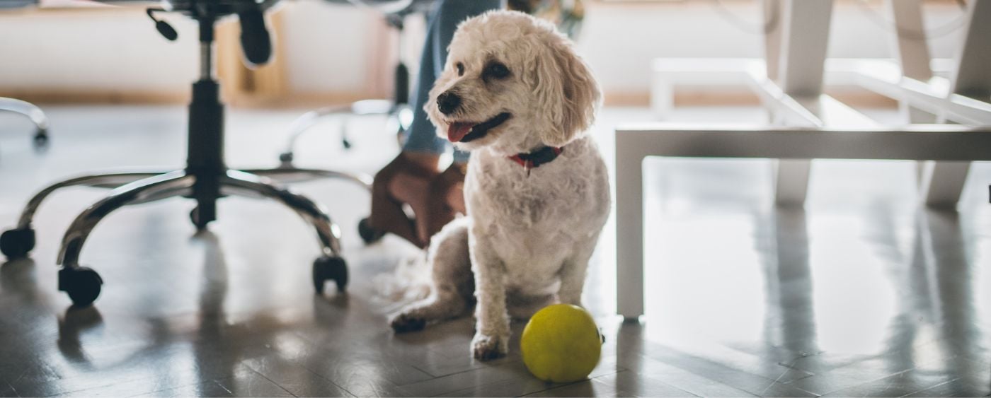 cute dog friendly coworking with ball